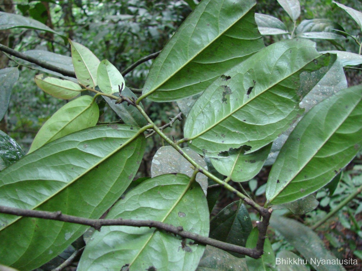 Diospyros ebenum J.Koenig ex Retz.